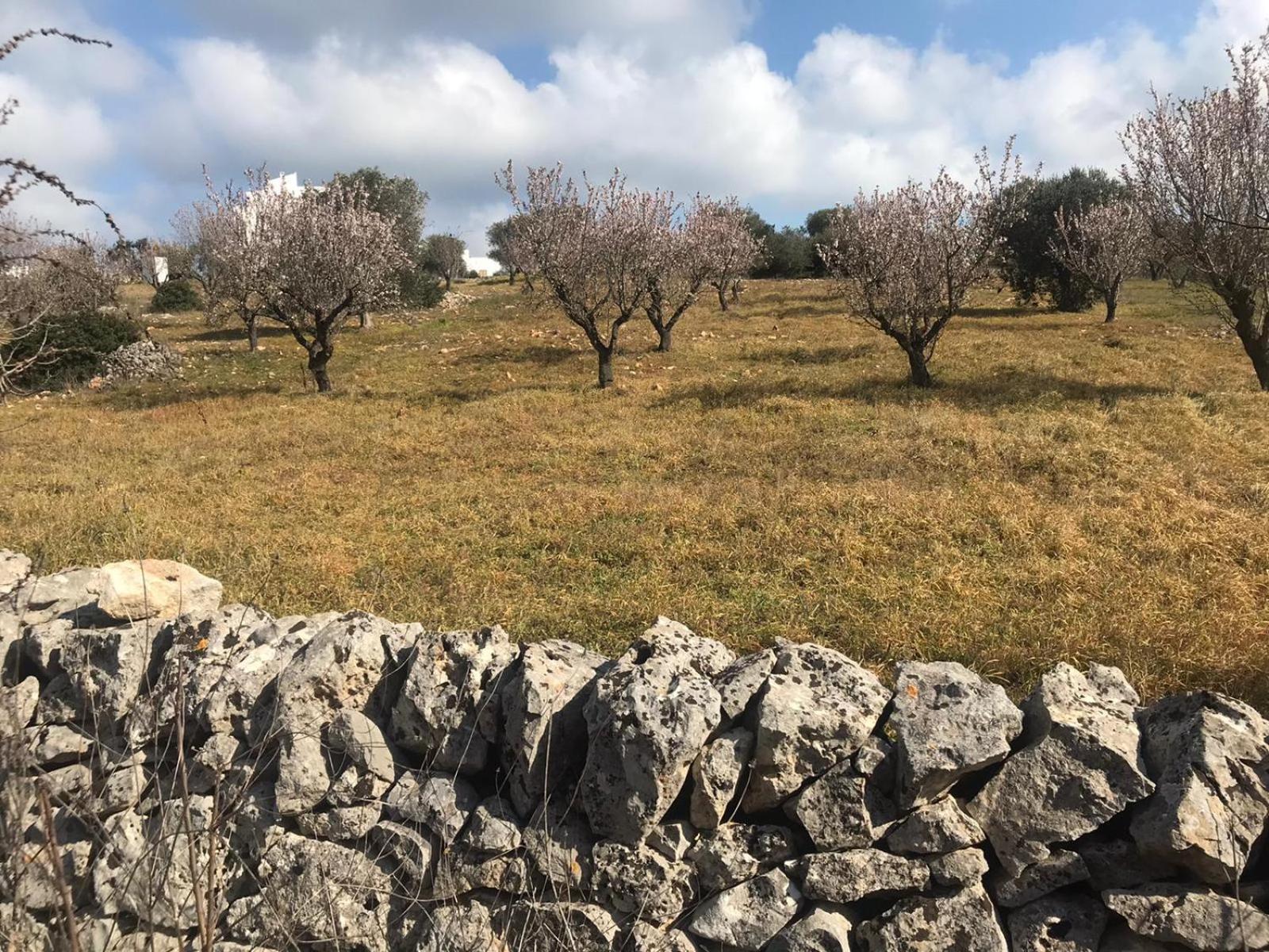 Piccolo Trullo Ostunese Le Jardin De Sophie' Ostuni Luaran gambar