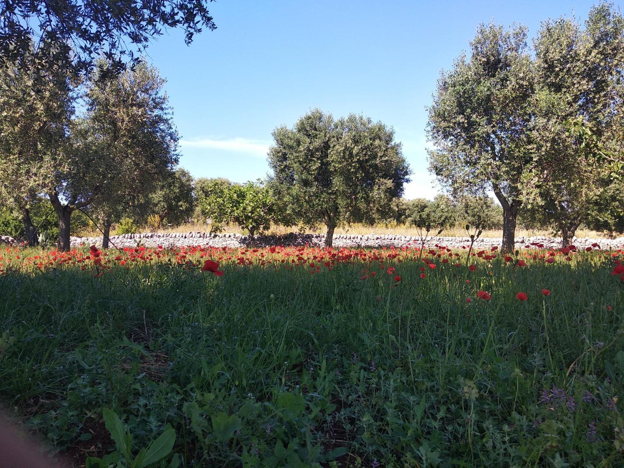 Piccolo Trullo Ostunese Le Jardin De Sophie' Ostuni Luaran gambar