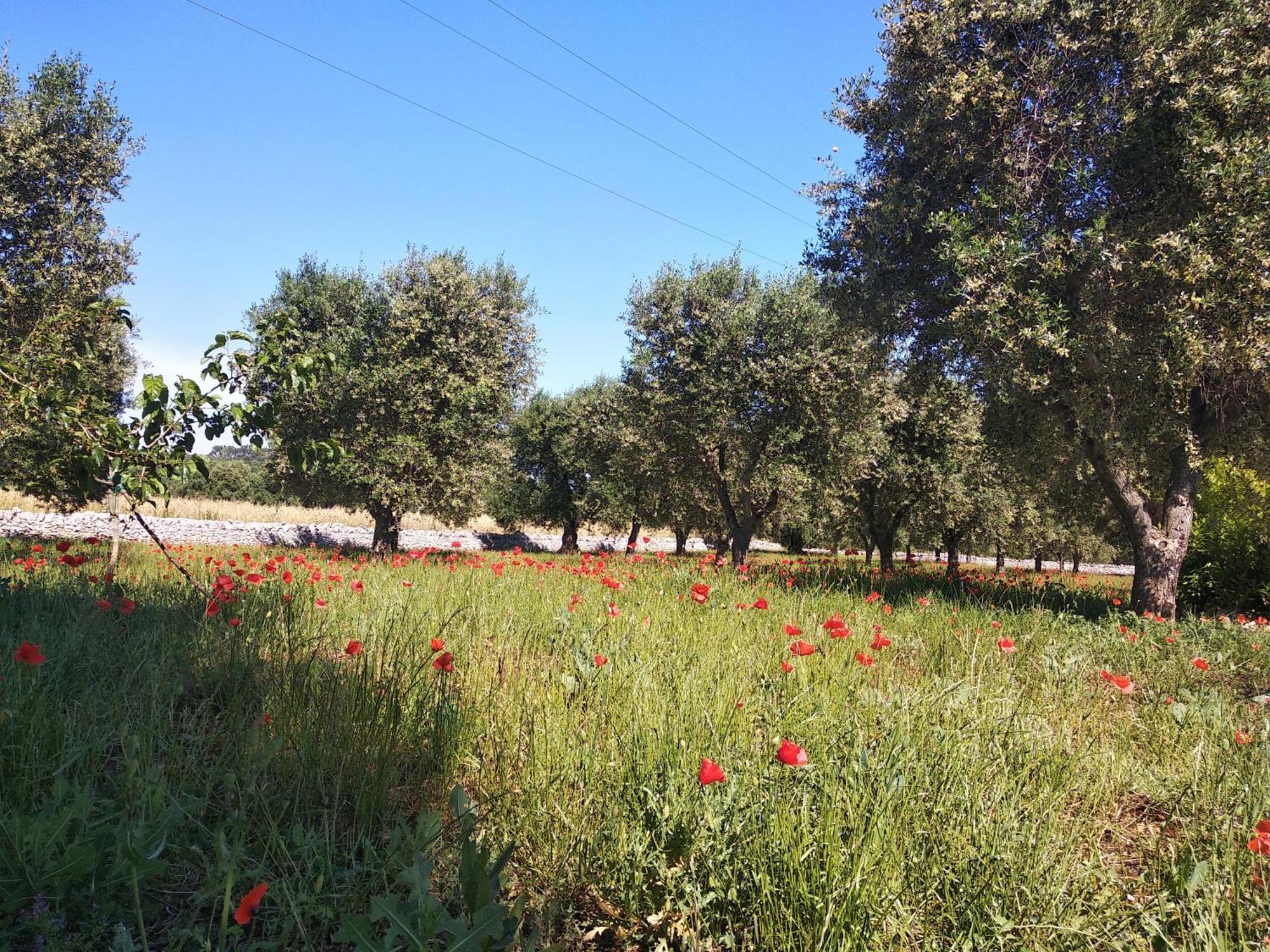 Piccolo Trullo Ostunese Le Jardin De Sophie' Ostuni Luaran gambar
